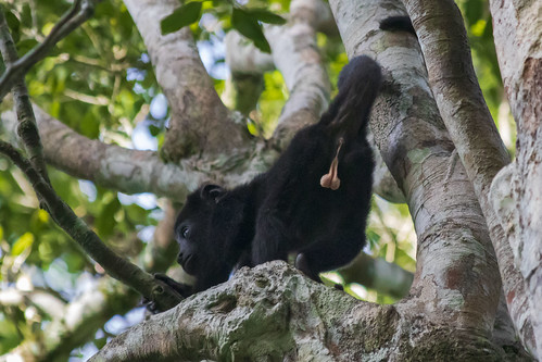 trees branches animal black monkey fur testicules tail pink face eyes arms legs wildlife nature fauna mammal calakmul reserve mexico campeche green leaves