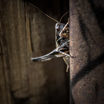 Grasshopper on rusty iron-photo by Jonas Thorén