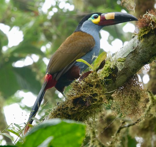 Plate-billed Mountain-toucan
