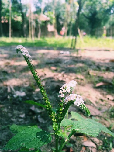 #ios #randomsnap #wildflower | by Shah_Aka