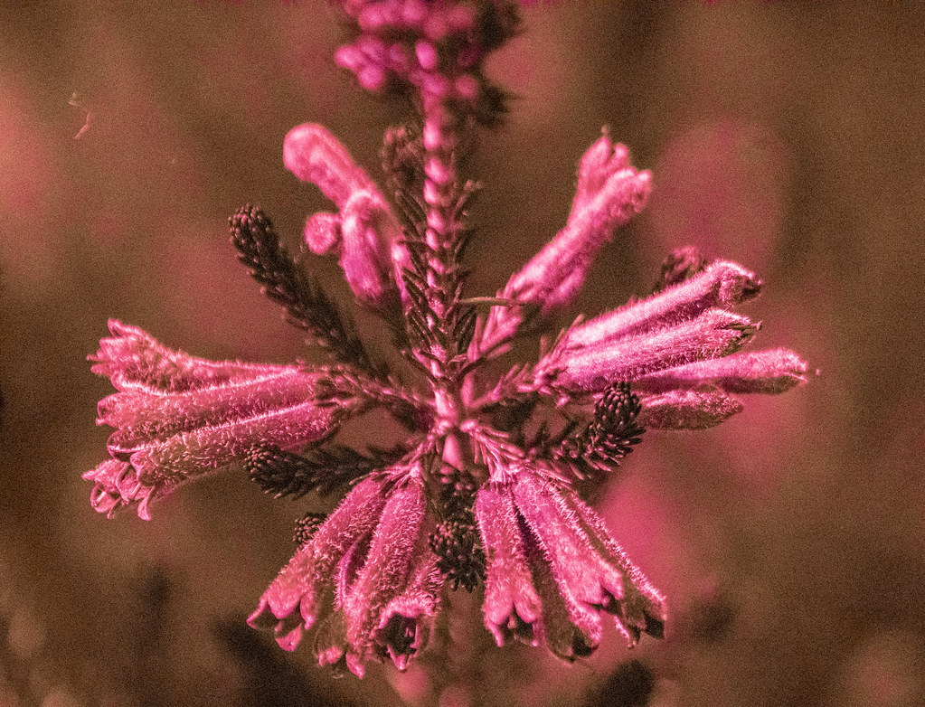 Erica verticillata UV