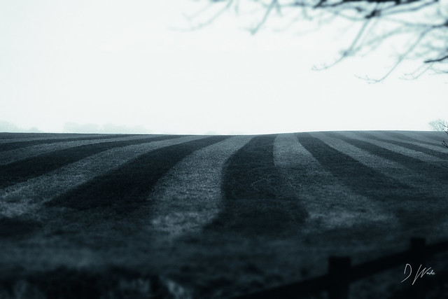 Pinstripe Fields