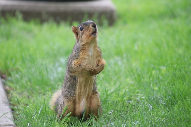 343/365/3995 (May 20, 2019) - Juvenile & Adult Fox Squirrels on Spring Days at the University of Michigan - May 20th & 21st, 2019