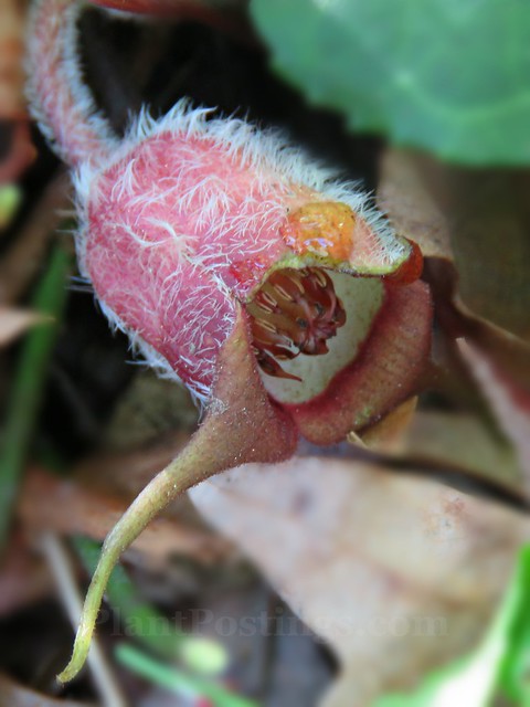 Asarum canadense