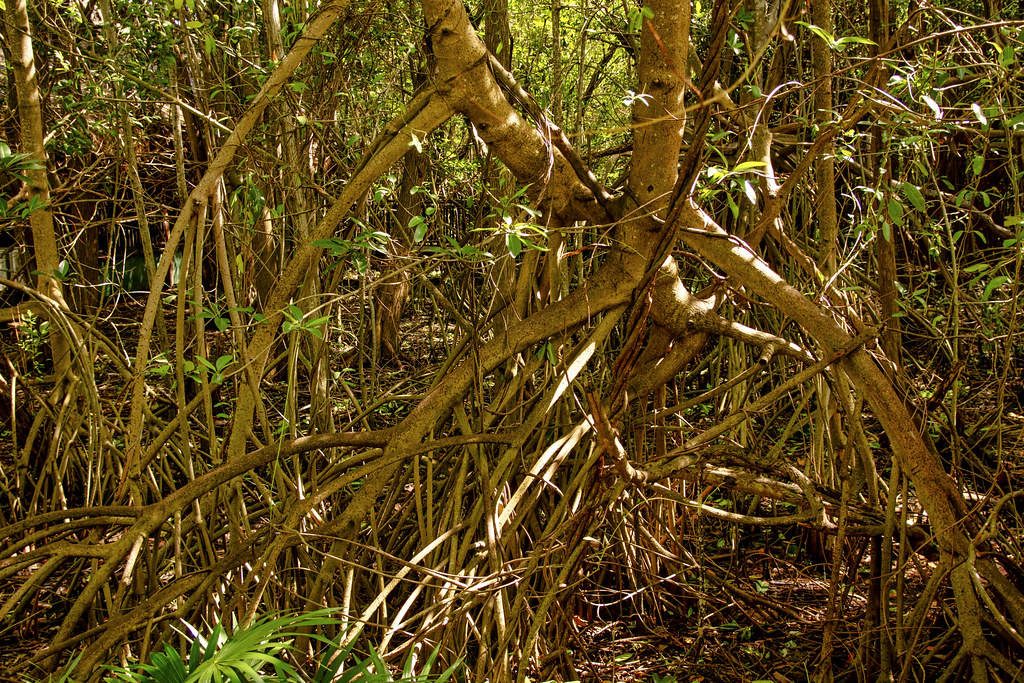 Prop roots hidden movement - follow the trails, Sandos Car… | Flickr