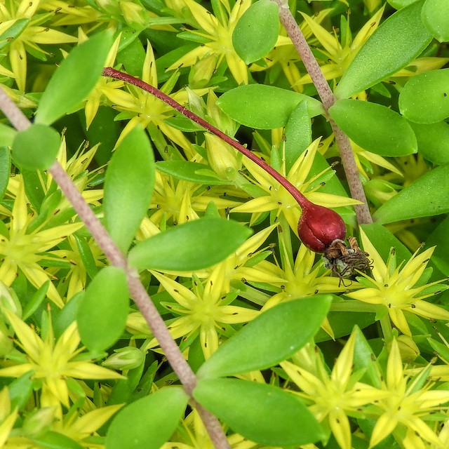Crabapple in Succulent