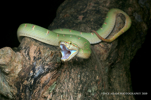 IMG_1625-1(W) A yawning male Wagler's Pit Viper (Tropidolaemus wagleri), I bet it just ate, it spotted a huge tummy