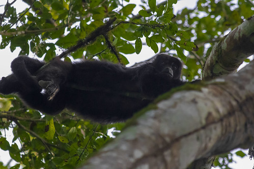tree branches leaves green animal mammal black monkey wildlife nature fauna body tail fur legs climbing faces eyes nose mouth toes rainforest calakmul reserve campeche mexico el hormiguero