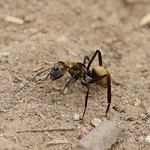Shimmering Golden Sugar Ant
