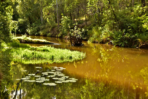 saturdaylandscape nikon nikond5500 nikkor18200mm flowers water creek trees greenleaves greengrass reflections russopark bundaberg queensland australia childers waterlilies