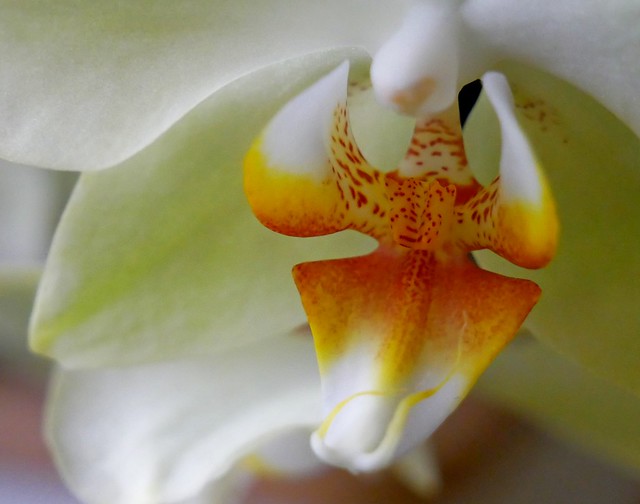Center of Phalaenopsis