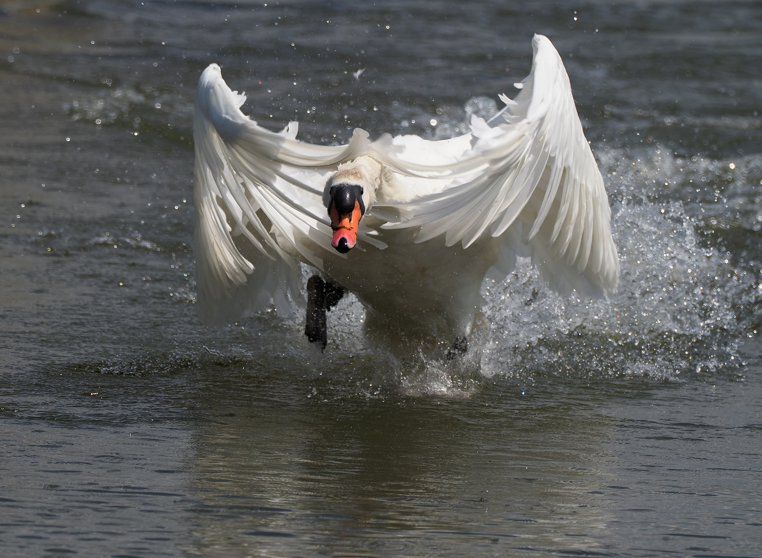 Angry Mute Swan
