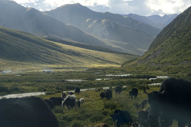 Landscape with Yak in Trindu county, Tibet 2018