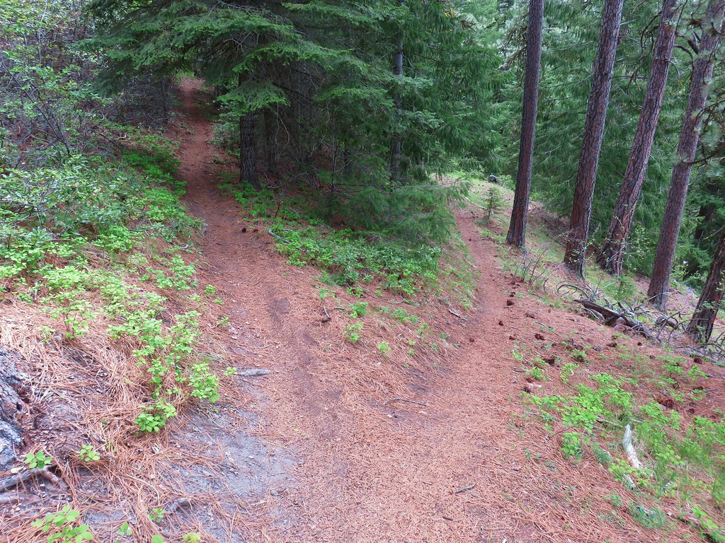 Dog River Trail on the right with a spur to FR 620 on the left