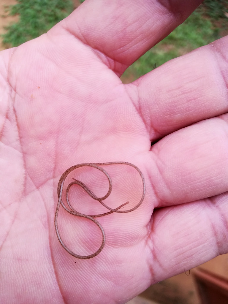 New Horsehair Worm from Peru - Dr. Ross Piper