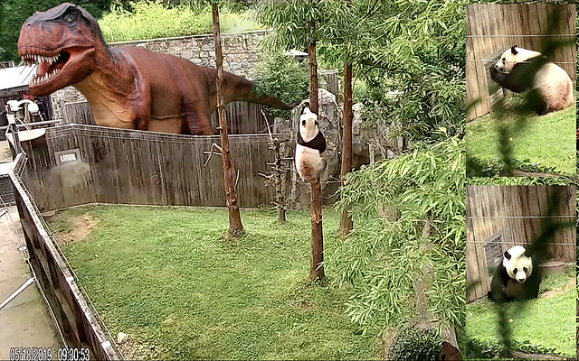 Bei Bei (The dinopaws comin.' The dinopaws comin.' It's ginormous. I seen it from my tree. Keepers!! Ya gotta let me in NOW for my comfort treats 'fore dinopaws eats more than my boo! Larry–shh! Stop sayin' it's only my 'magination.) 2019-05-18@9.30.53 AM