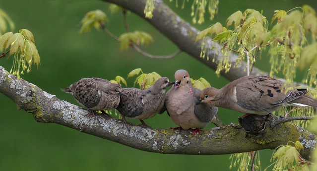 Mourning Dove Family