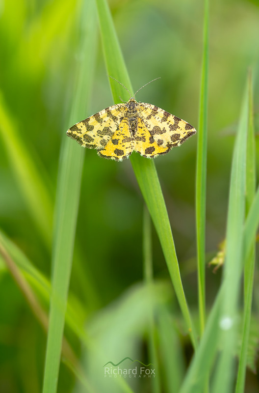 Speckled Yellow Moth | Pseudopanthera macularia