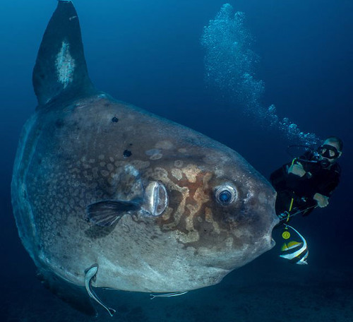 mola2