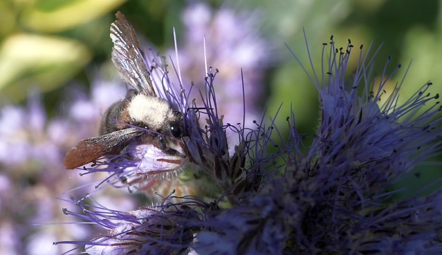 abeille charpentière