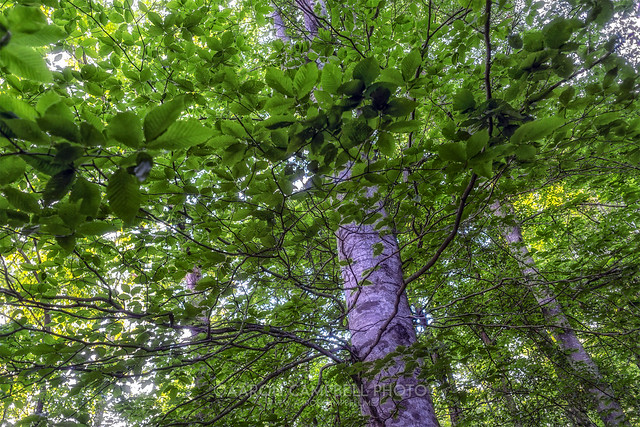 Tree Canopy, 2019.05.18