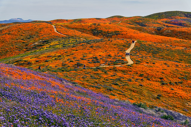 Wildflower Bloom - Antelope Valley California