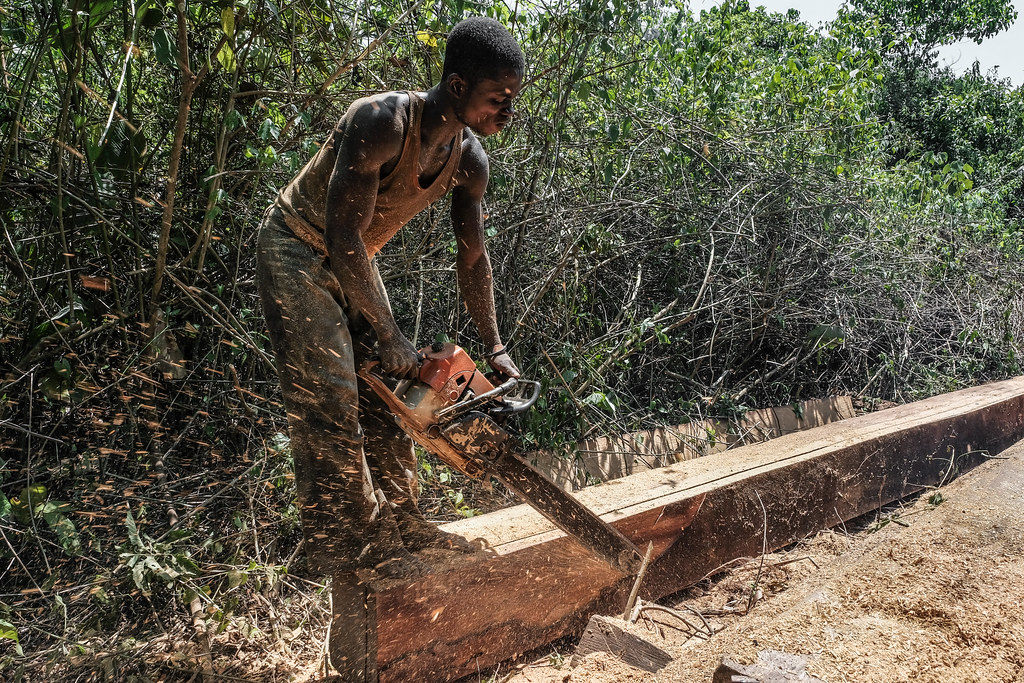 Informal logging near Kisangani - DRC.