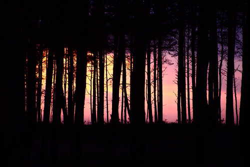 Evening trees by mmichalec, evening trees tree forest beach colors colours sunset wieczór zachód poland gdansk tricity polska dr