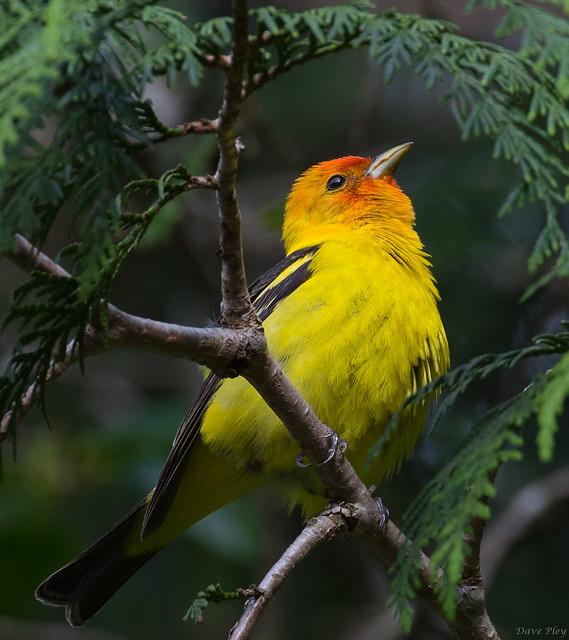 Western Tanager- Cottle Lake (1 of 1)