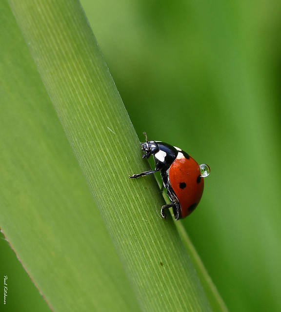7-spot Ladybird and dew drop