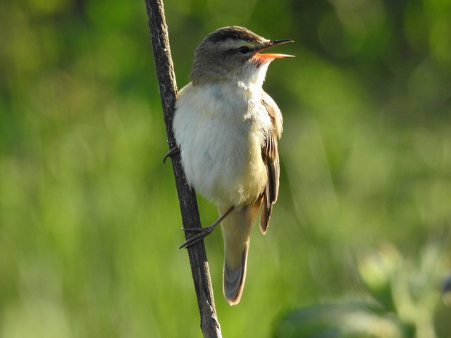 Sedge Warbler at Lunt Meadows Nature Reserve near Maghull, Merseyside, England - May 2019