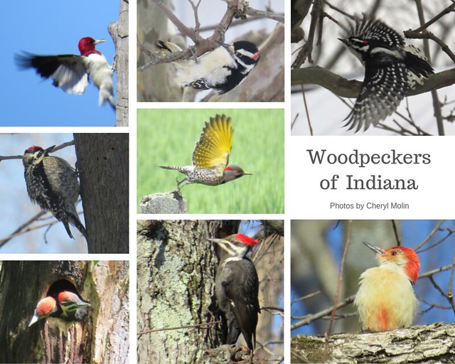 woodpeckers of Indiana collage
