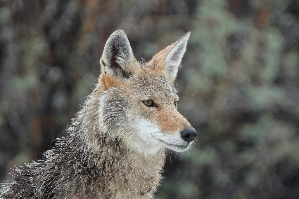 Coyote Facts: 100 fun facts about coyotes pictures and facts that you may not know