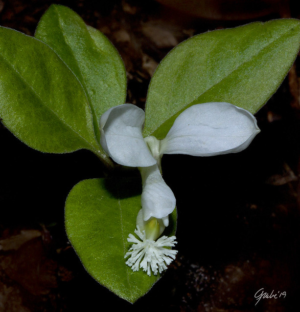Fringed Polygala (Polygala paucifolia)