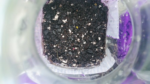 Winter Sowing - Mixed Kohlrabi, 5/24/19, 1 week after planting