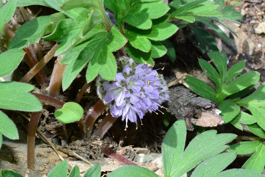 Ballhead Waterleaf