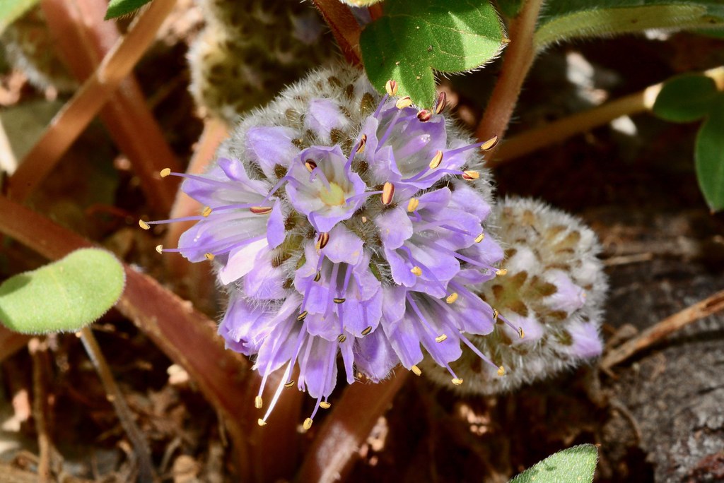 Ballhead Waterleaf