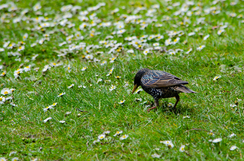 Hungry starlings, West Park