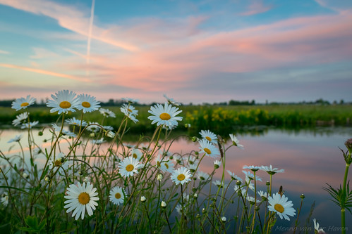 flowers sunset wildflowers water sky landscape nature