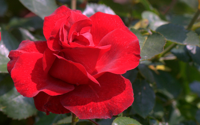 Rose - Rosa (Rosa)