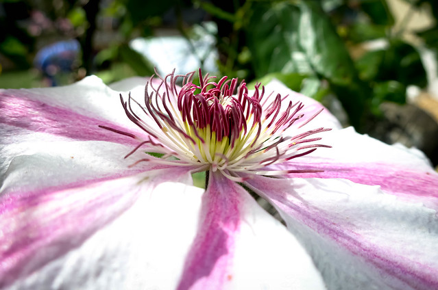 Clematis, side view
