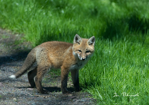 2019 may spring tioga sabinsville tiogacounty places grimeshill wildlife foxkit fox pa usa
