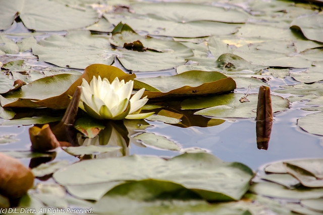 Water Lily on Lower Huron River - 2017-07-15