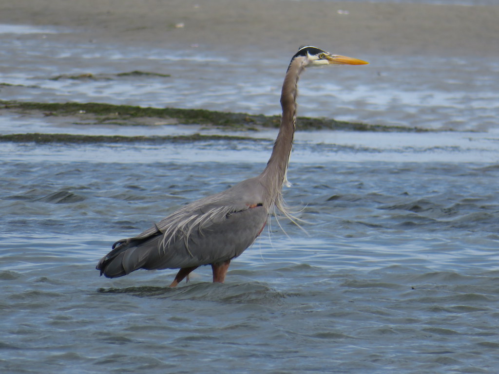Heron at the beach in Comox