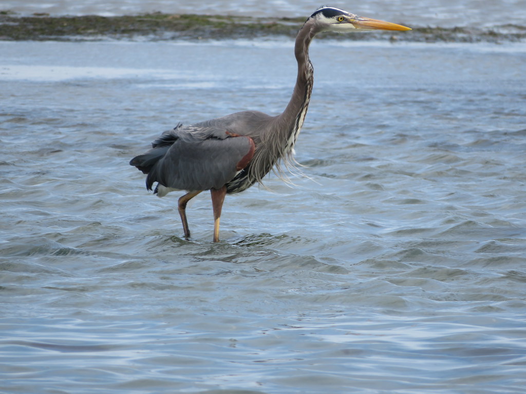 Heron on the Beach in Comox