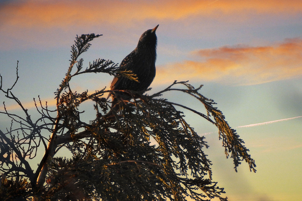 Starling in the dawn