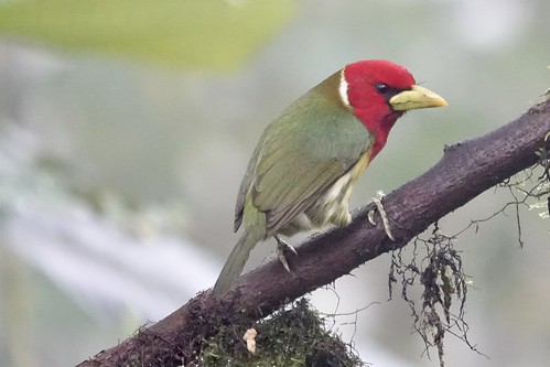 Red-headed Barbet