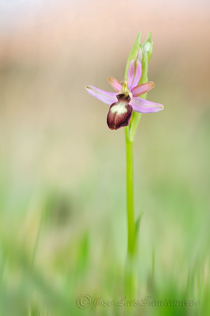 Ophrys catalaunica (lusus)