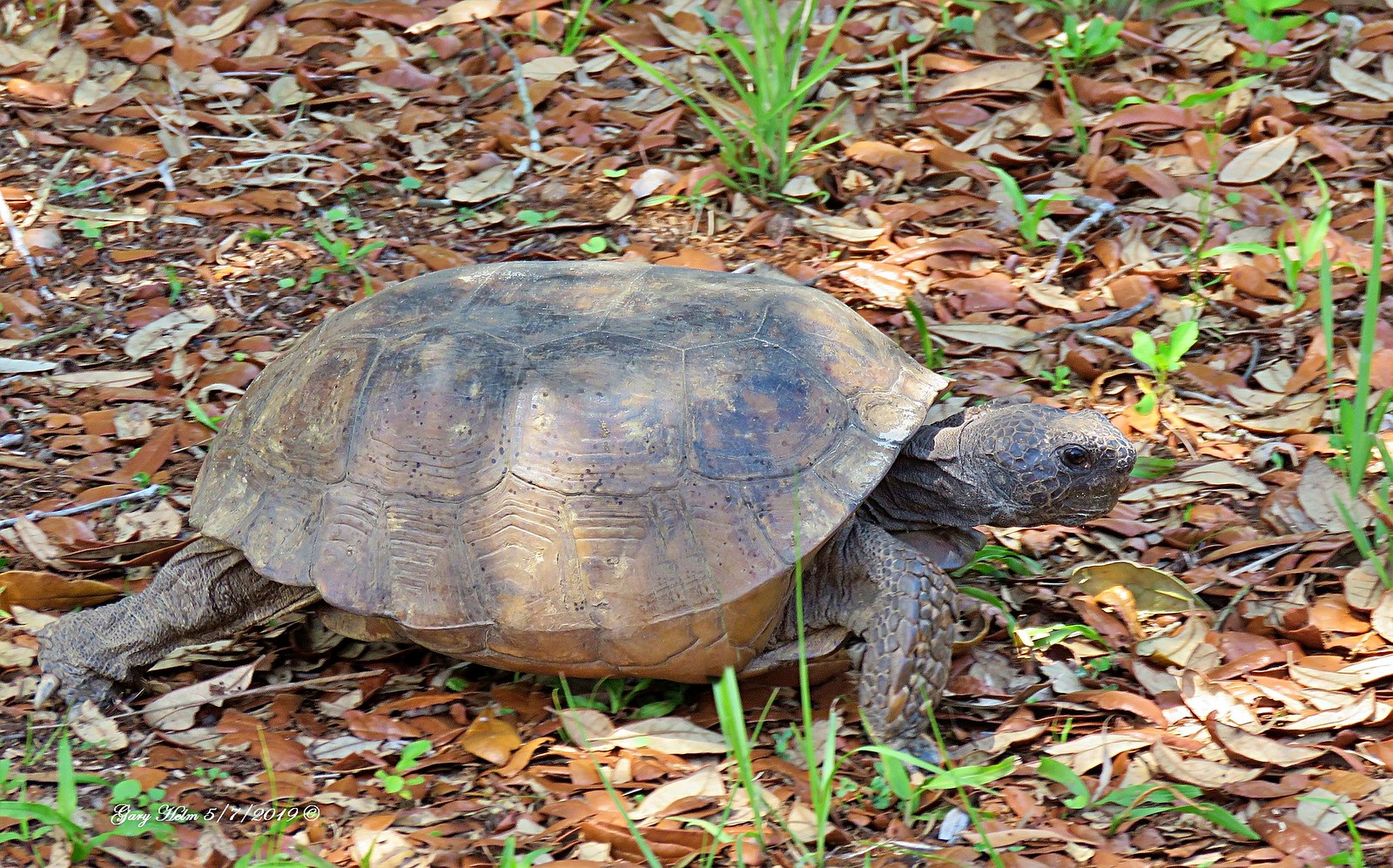 Official State Tortoise of Florida