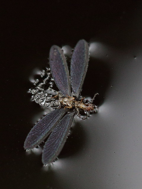 Kalotermes dispar (Kalotermitidae) - termite